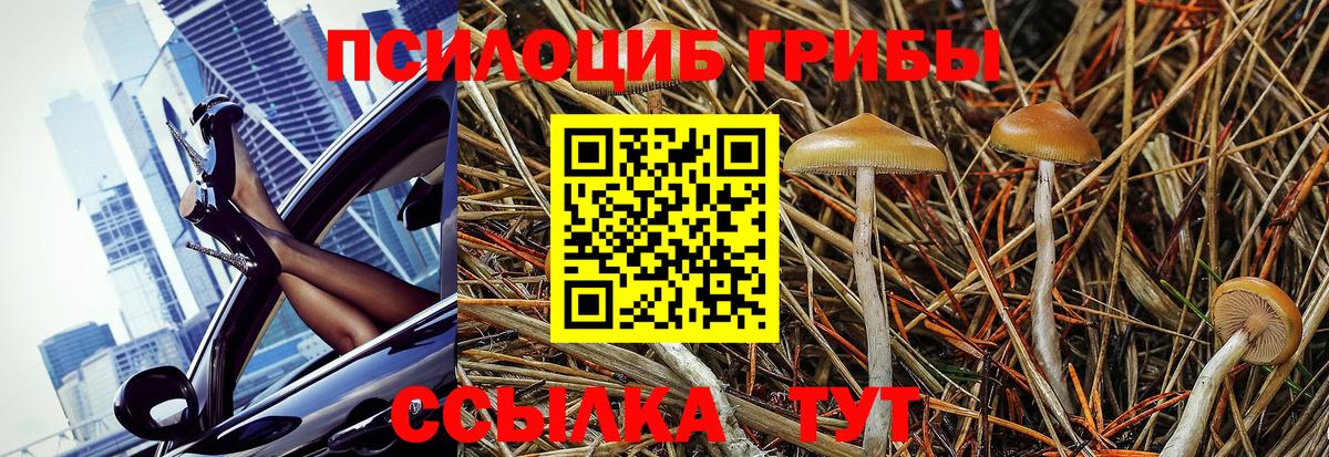 Галлюциногенные грибы Psilocybe Дюртюли